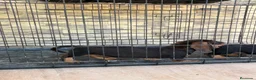 Teckel Miniatura perros en venta: Cachorros teckel gran calidad  - Anuncio 6