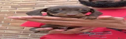 Teckel perros en venta: TECKEL KANINCHEN TECKEL DEL PALMERAL  en Madrid - Anuncio 4