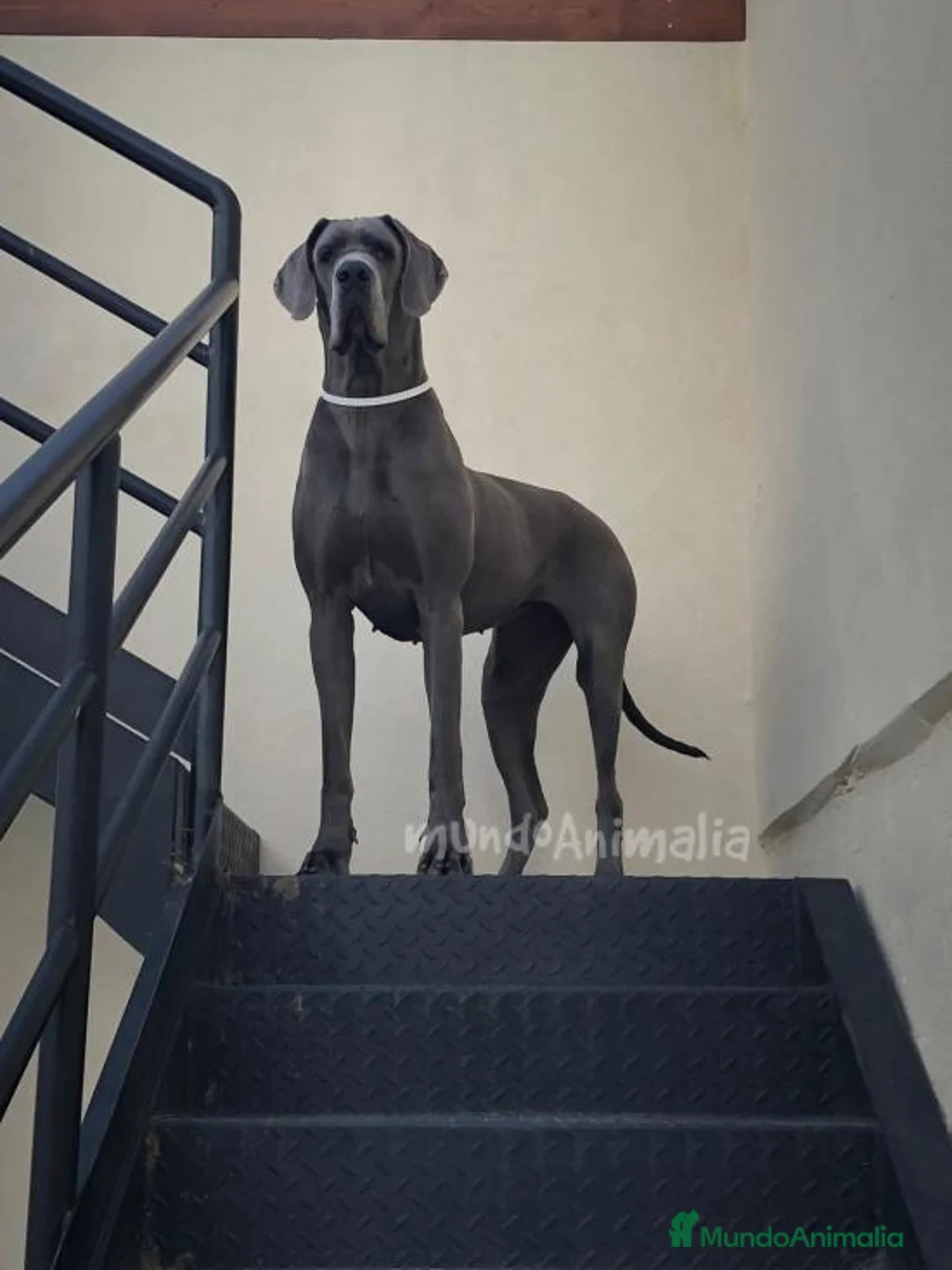 Imagen de galería {{count}}