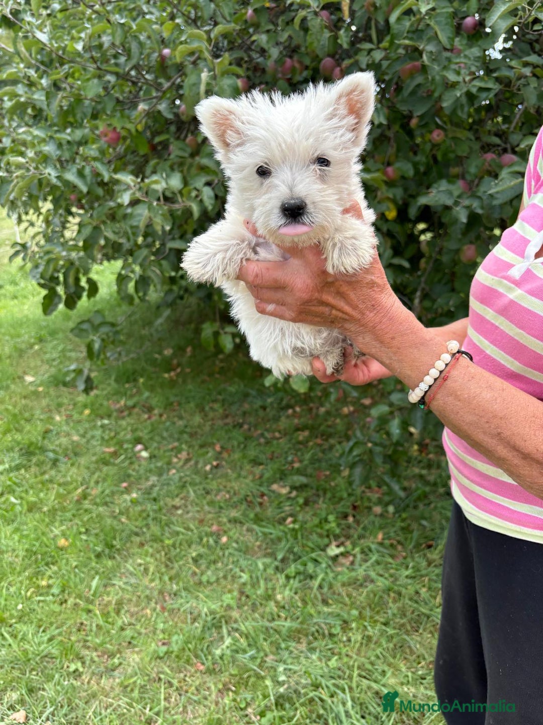 West Highland White Terrier perros en venta: CACHORROS DE WESTY  - Imagen 4