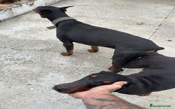 Dobermann perros en venta: Doberman  - Imagen 2