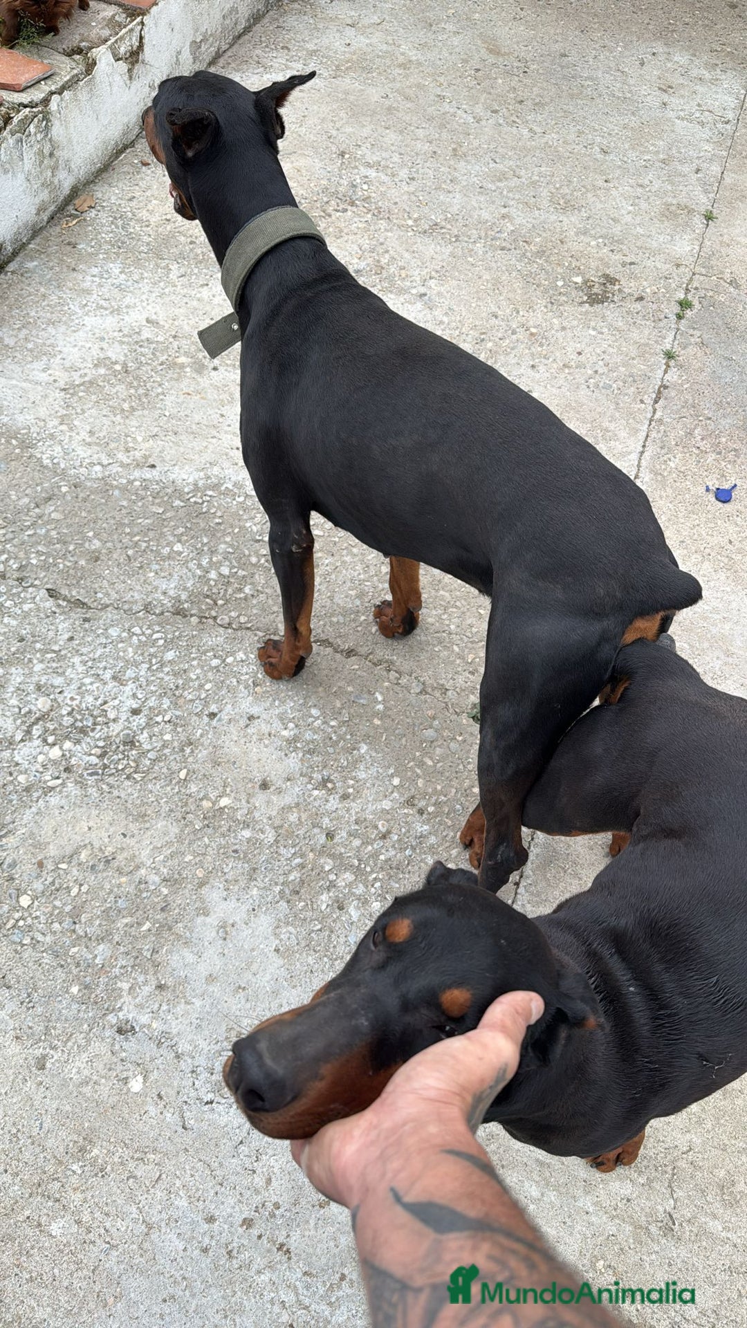 Dobermann perros en venta: Doberman  - Imagen 2