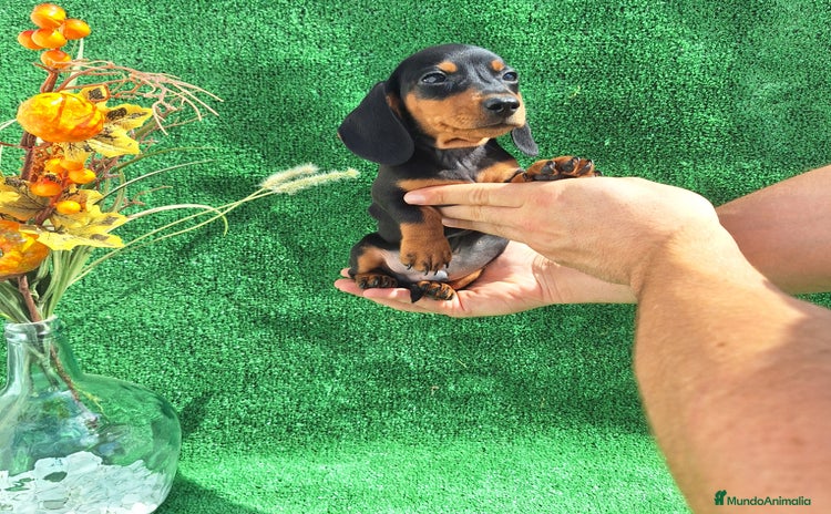 Teckel Miniatura perros - Anuncio 6
