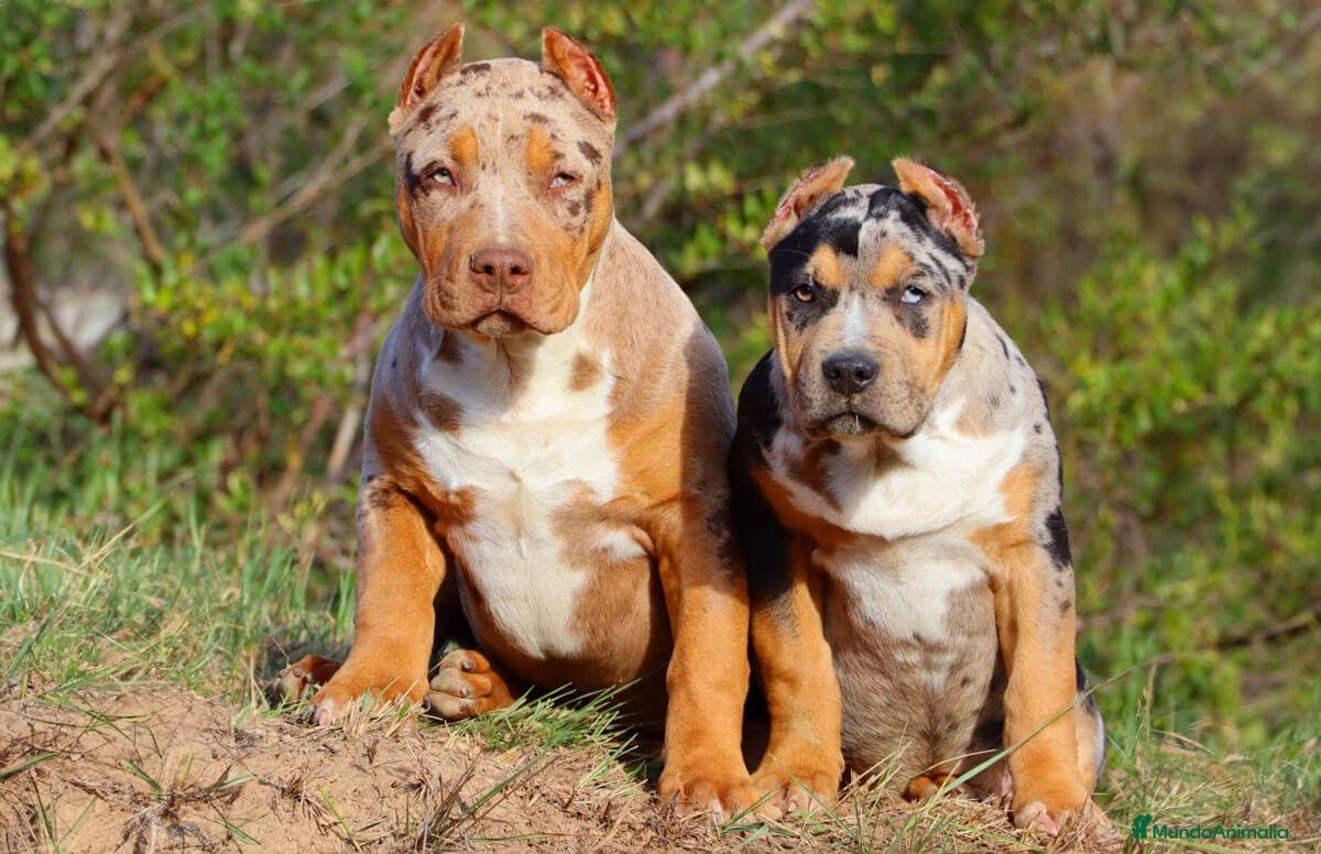 American Bully perros AMERICAN BULLY XL - Anuncio 1