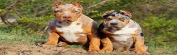 American Bully perros en venta: AMERICAN BULLY XL - Anuncio 1