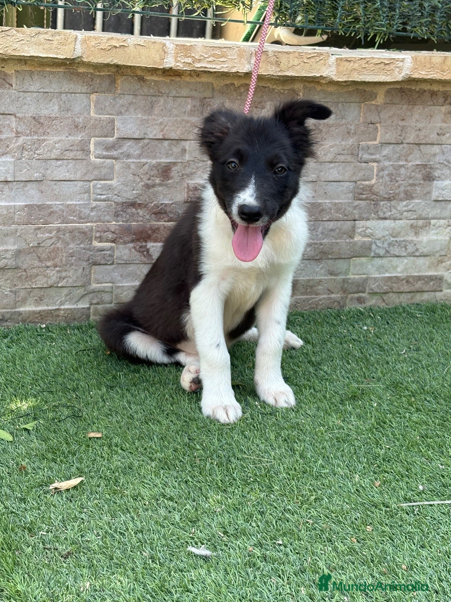 Border Collie perros Cachorra Border collie  - Anuncio 1
