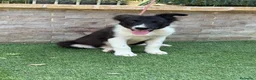 Border Collie perros en venta: Cachorra Border collie  - Anuncio 1