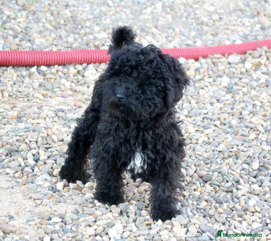 Perro de Agua Español perros en venta: Cachorra perro de agua español - Anuncio 4