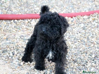 Perro de Agua Español perros Cachorra perro de agua español - Anuncio 3