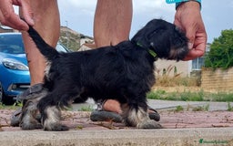 Schnauzer Miniatura perros en venta: schnauzer mini cachorros  - Imagen 2