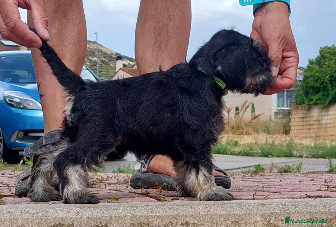 Schnauzer Miniatura perros en venta: schnauzer mini cachorros  - Imagen 2