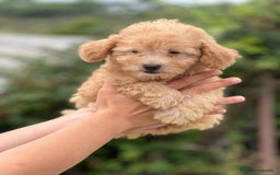 Caniche Toy perros en venta: Caniche toy apricot  - Imagen 2