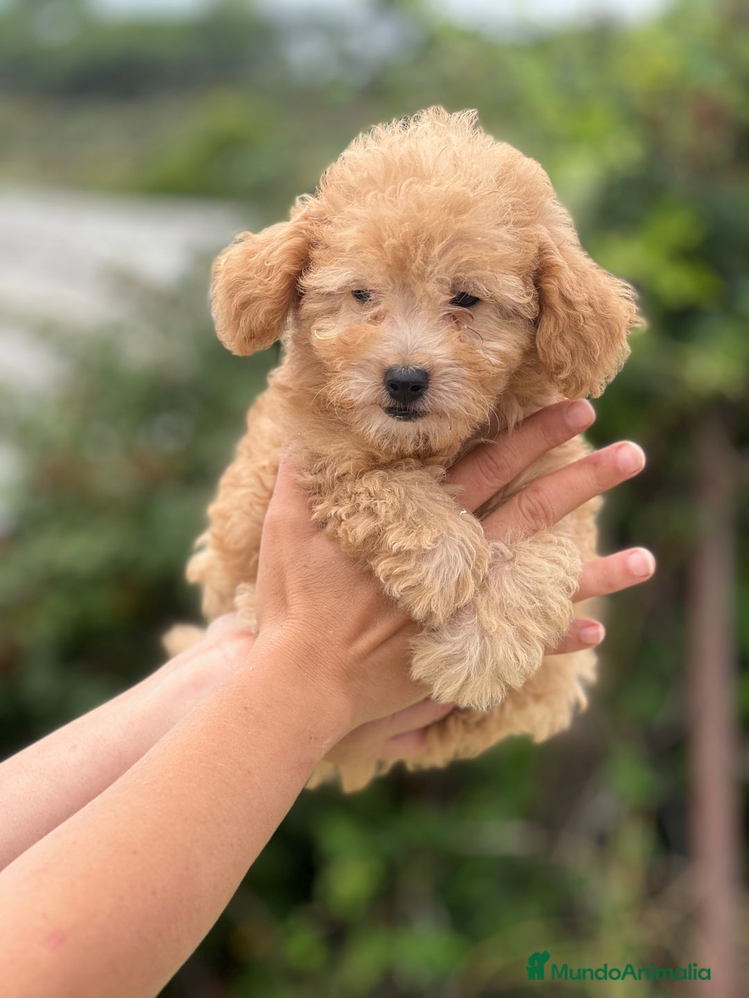 Caniche Toy perros en venta: Caniche toy apricot  - Imagen 2