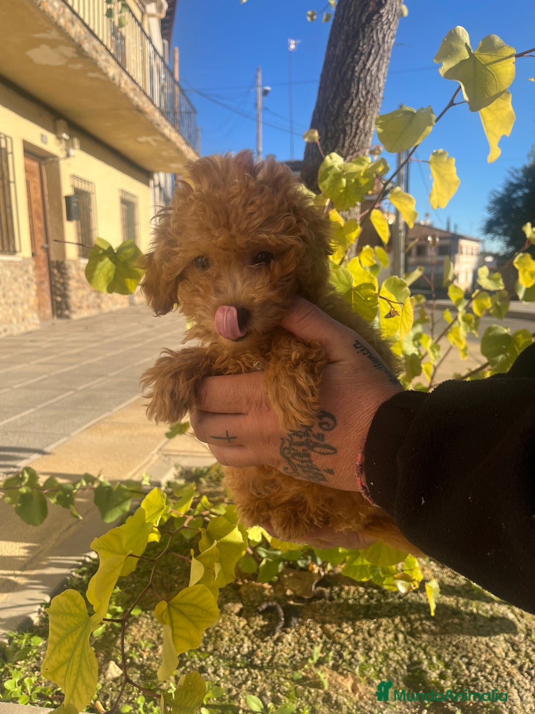 Caniche Toy perros en venta: Caniche toy  - Anuncio 3