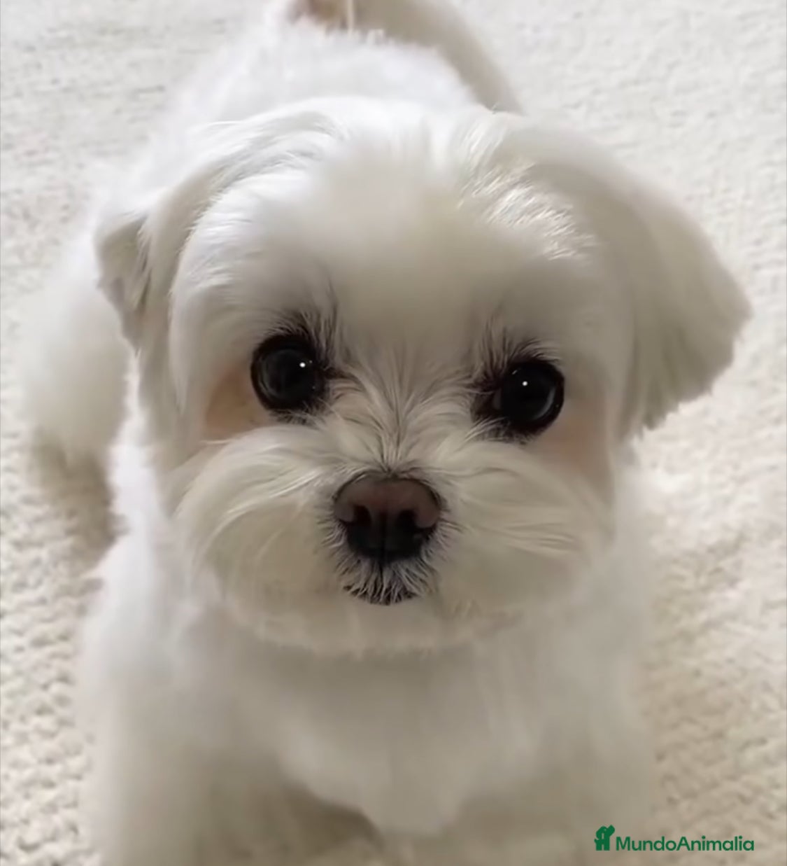 Bichón Maltés perros Bichón Maltés Coreano.  - Anuncio 2