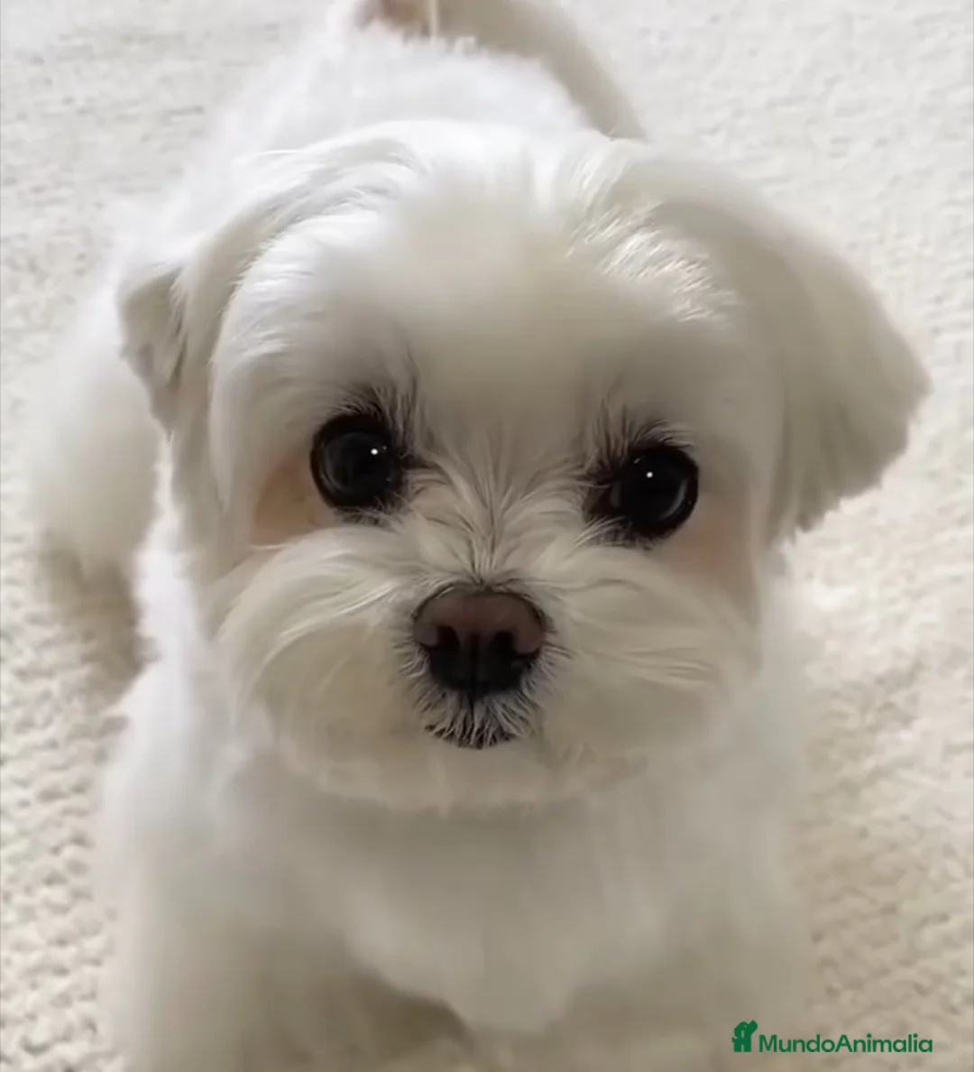 Bichón Maltés perros en venta: Bichón Maltés Coreano.  - Anuncio 1