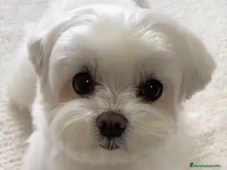 Bichón Maltés perros Bichón Maltés Coreano. - Anuncio 2