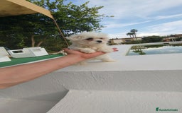 Bichón Maltés perros en venta: Bichón maltés toy  - Imagen 4