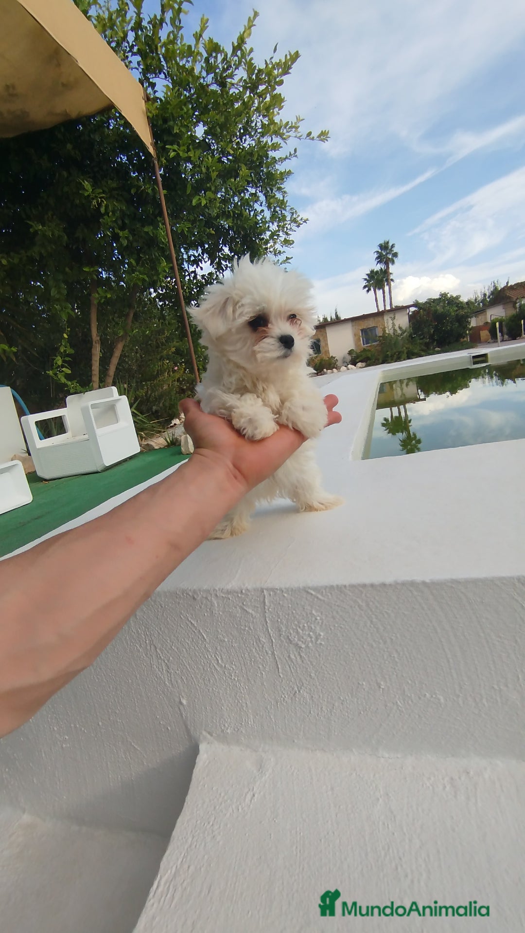 Bichón Maltés perros en venta: Bichón maltés toy  - Imagen 4
