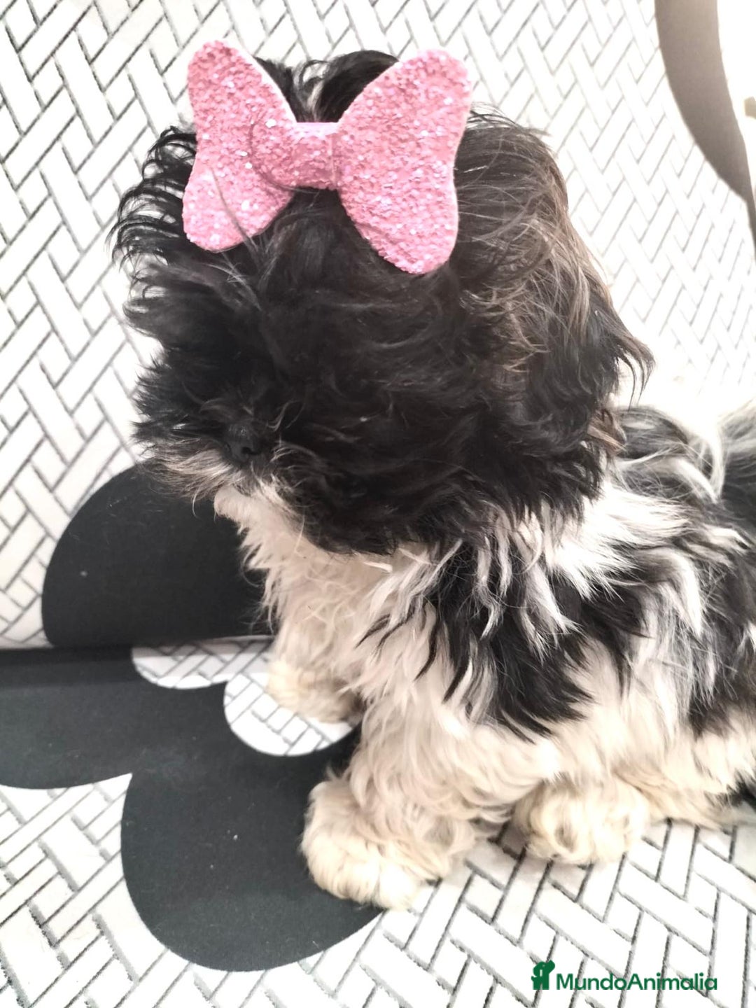 Shih Tzu perros en venta: Shih tzu macho y hembra disponible!! - Anuncio 3