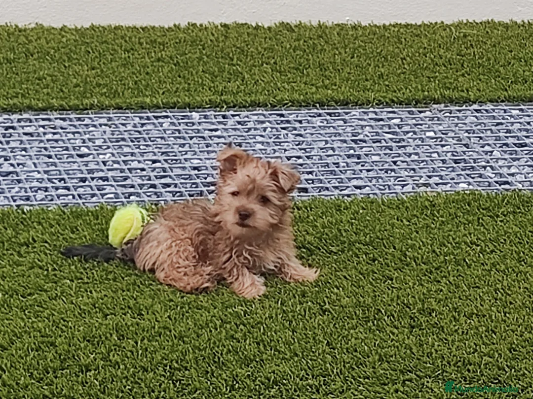 Yorkshire Terrier perros en venta: Yorkshire gold - Anuncio 1