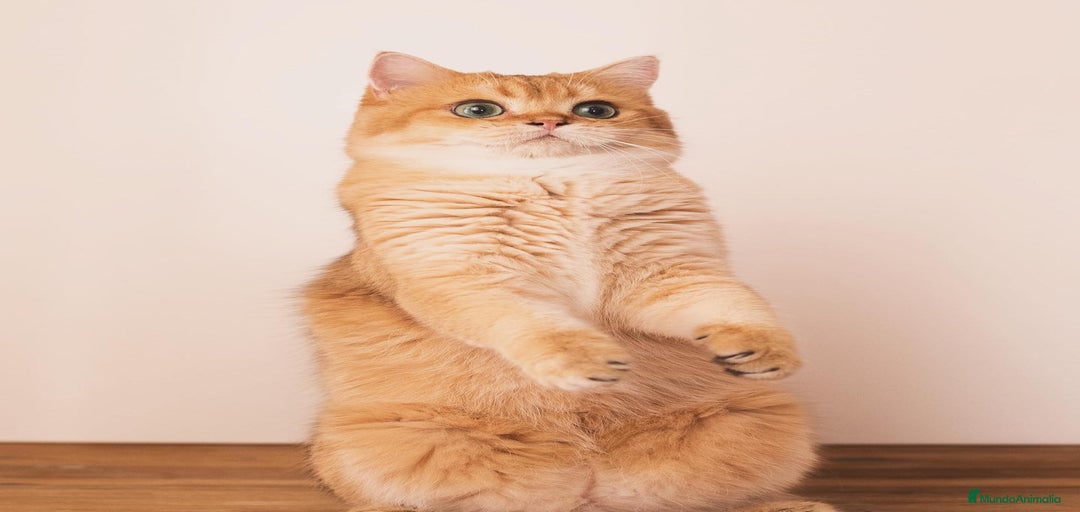 Imagen de galería {{count}}