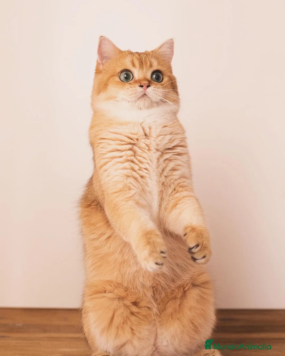 Imagen de galería {{count}}