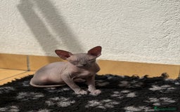 Sphynx gatos en venta: Sphynx únicos 💙 - Imagen 4