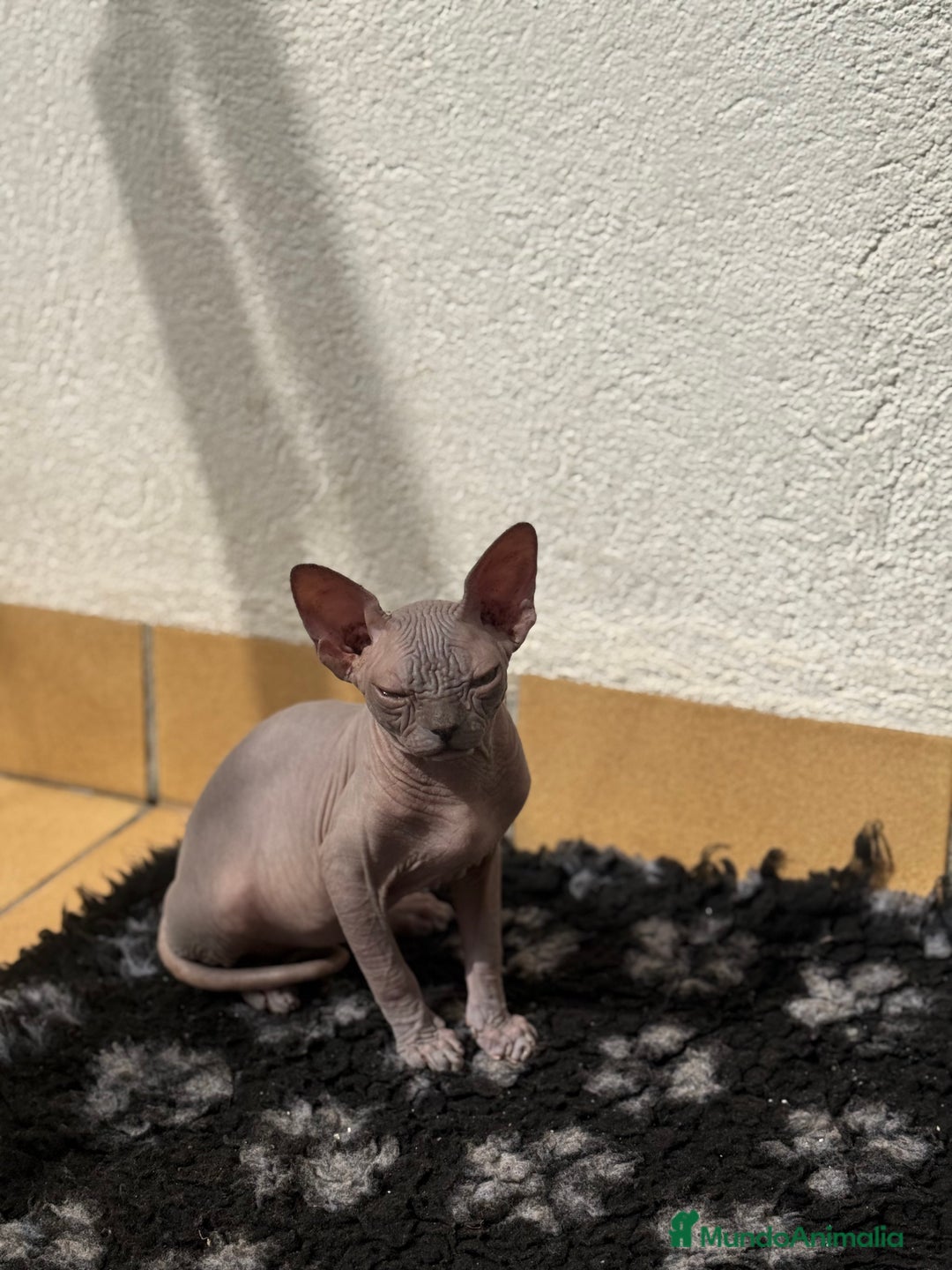 Sphynx gatos en venta: Sphynx únicos 💙 - Imagen 4