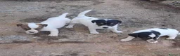 Jack Russell Terrier perros en venta: Jack russell  - Anuncio 5