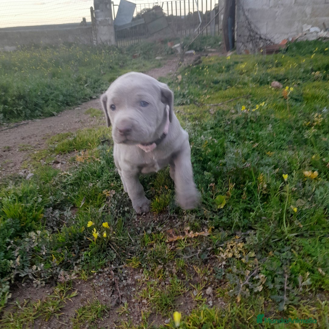 Weimaraner perros en venta: BRACO DE WEIMAR - Anuncio 5