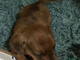 Teckel Miniatura perros cachorro teckel miniatura merle chocolate diluido - Anuncio 7