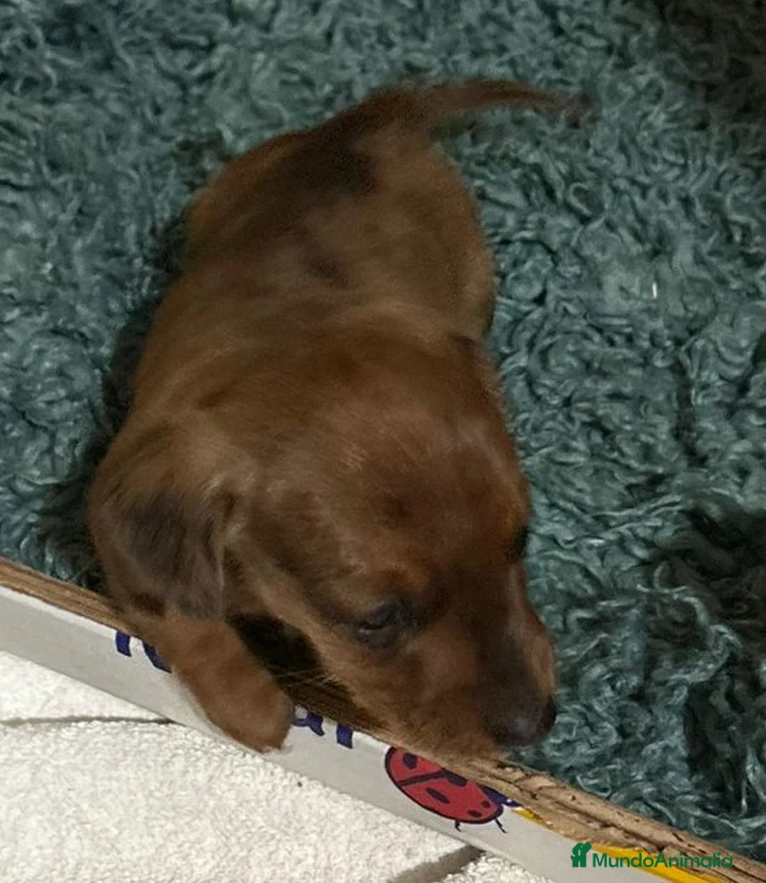 Teckel Miniatura perros en venta: cachorro  teckel miniatura merle chocolate diluido - Anuncio 1