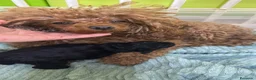 Caniche Toy perros en venta: CANICHE TOY 50% LÍNEA COREANA - Anuncio 2