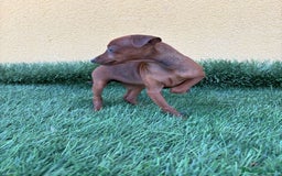 Pinscher Miniatura perros en venta: Mini pinscher miniatura hembra  - Imagen 3