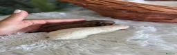 Pomerania perros en venta: POMERANIA - Anuncio 4