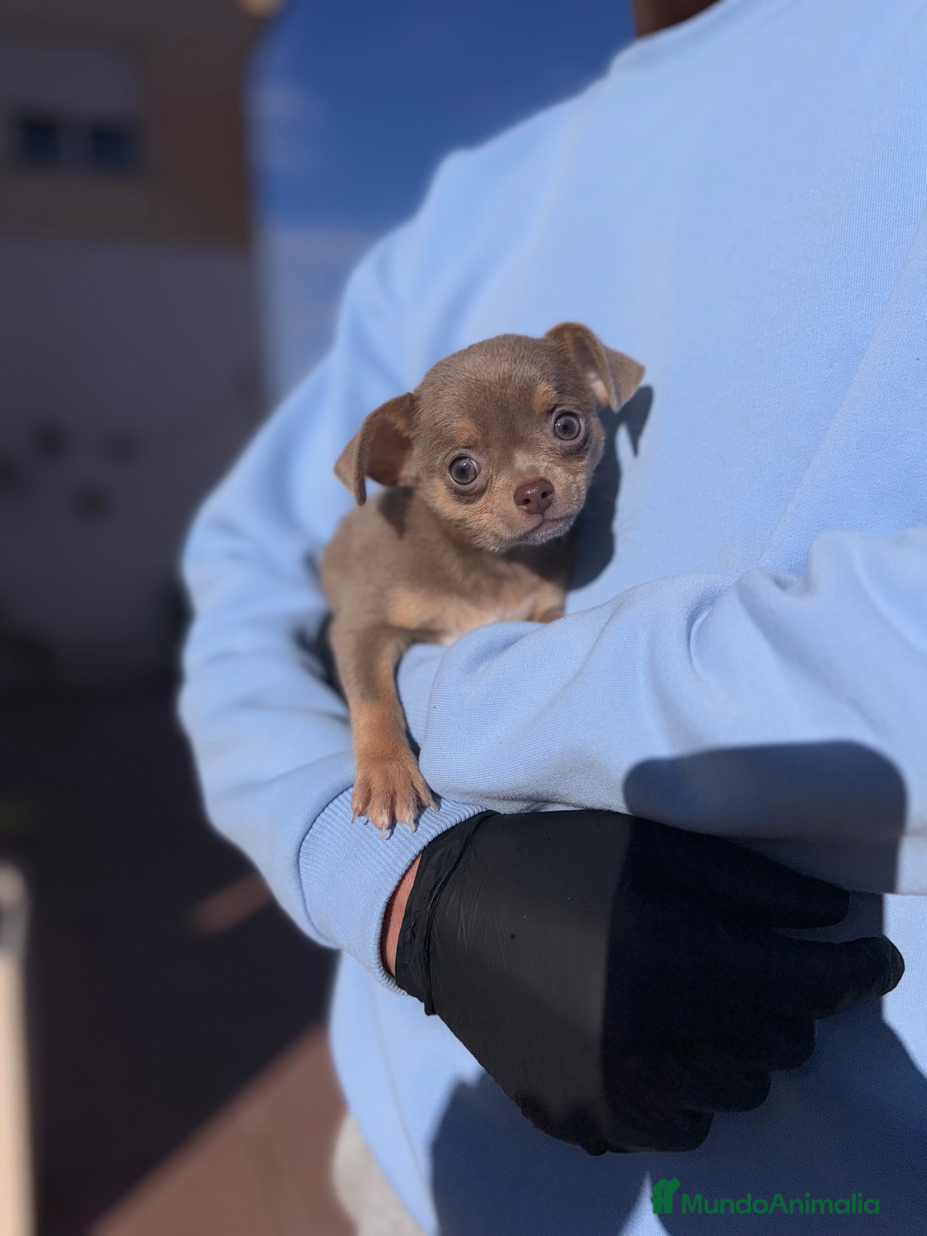 Chihuahua perros Chihuahuas estándar ojos azules  - Anuncio 5