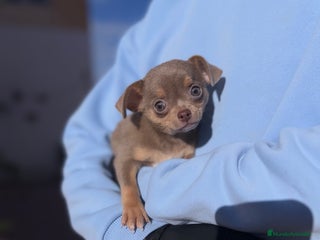 Chihuahua perros Chihuahuas estándar ojos azules - Anuncio 5