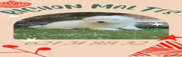 Bichón Maltés perros en venta: PRECIOSOS BICHON MALTES  LINEA TOY - Anuncio 6