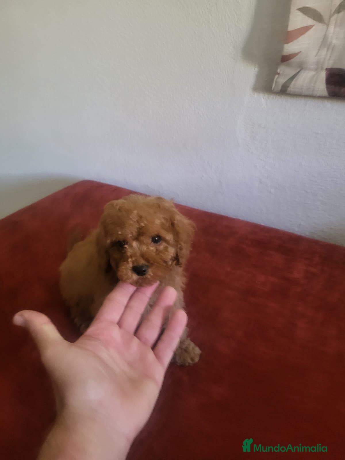 Raza Mixta perros Caniches  - Anuncio 1