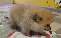 Pomerania perros en venta: Lulu pomerania toy - Imagen 8