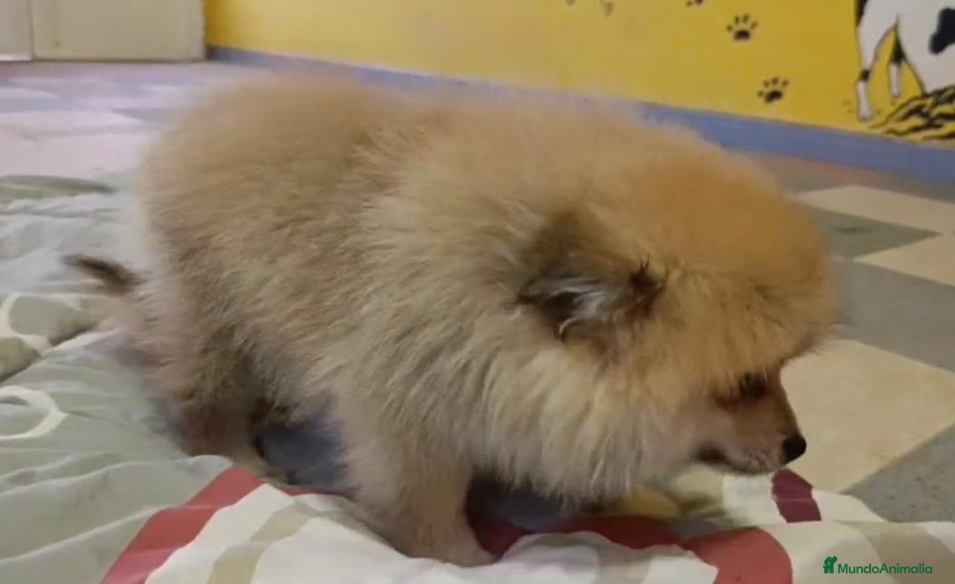 Pomerania perros en venta: Lulu pomerania toy - Imagen 8