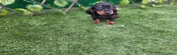 Teckel Miniatura perros en venta: TECKEL MINIATURA & KANNINCHEN  - Anuncio 5