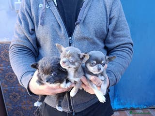 Chihuahua perros ‼️‼️Chihuahuas muy cariñosos tamaño mini - Anuncio 2