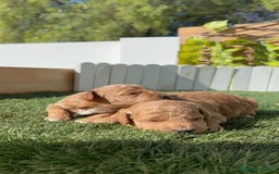 Caniche Toy perros en venta: CANICHE TOY - Imagen 13