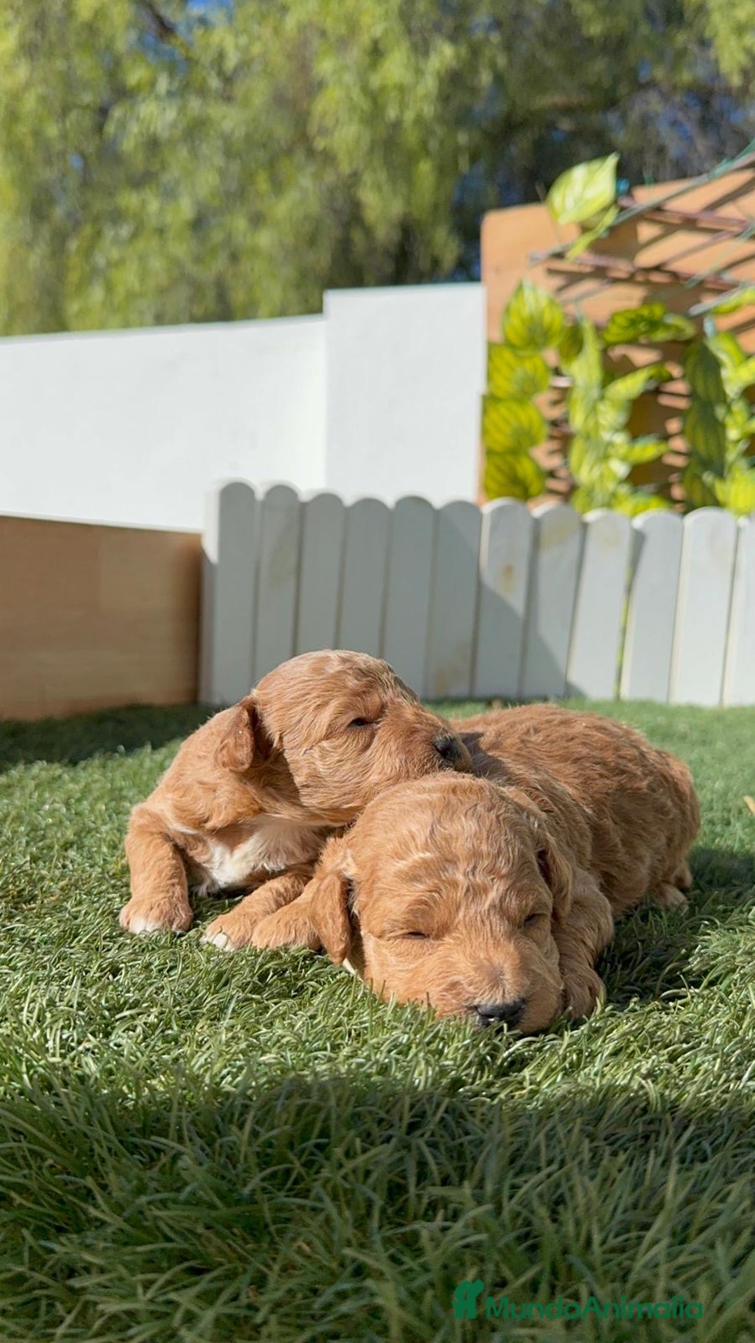 Caniche Toy perros en venta: CANICHE TOY - Imagen 13