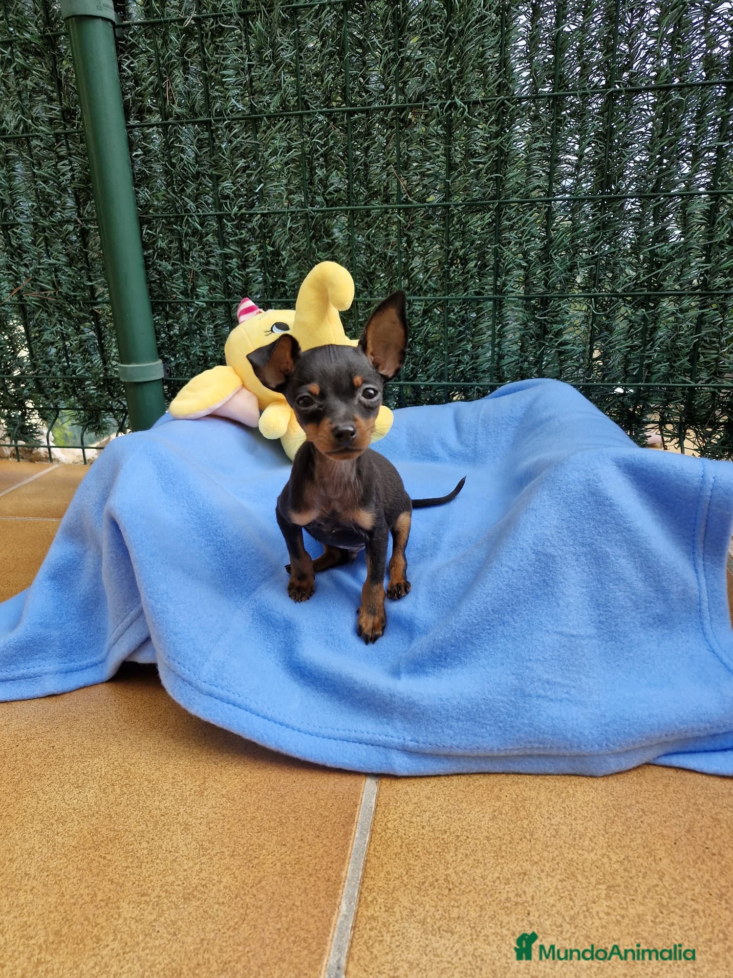 Ratón de Praga perros Ratón de Praga toy en Barcelona - Anuncio 2