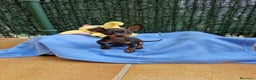 Ratón de Praga perros en venta: Ratón de Praga toy en Barcelona - Anuncio 2
