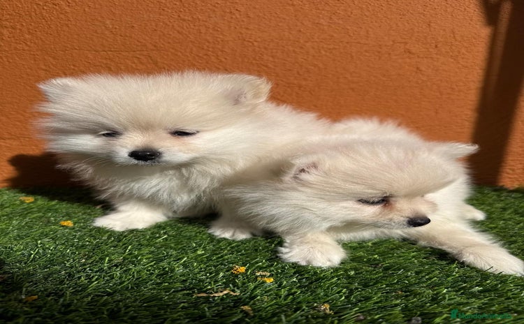 Pomerania perros - Anuncio 1