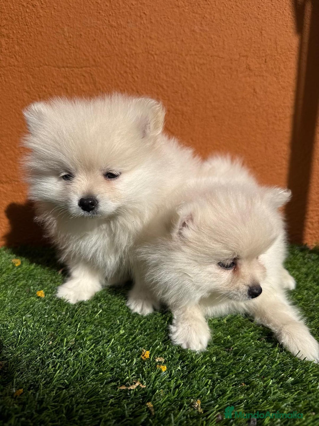 Pomerania perros en venta: POMERANIAS - Imagen 1